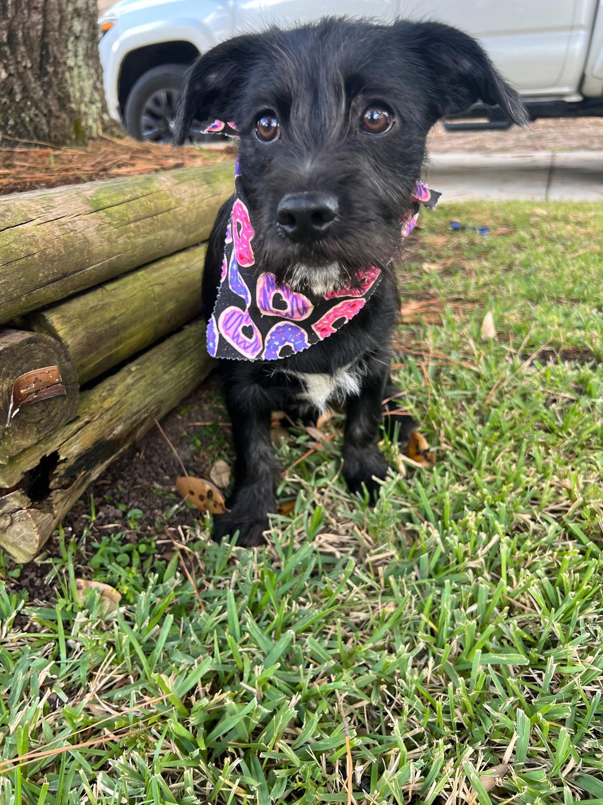 Enlarge Wednesday, an adopted mixed breed in Valley Stream, NY image 3/6