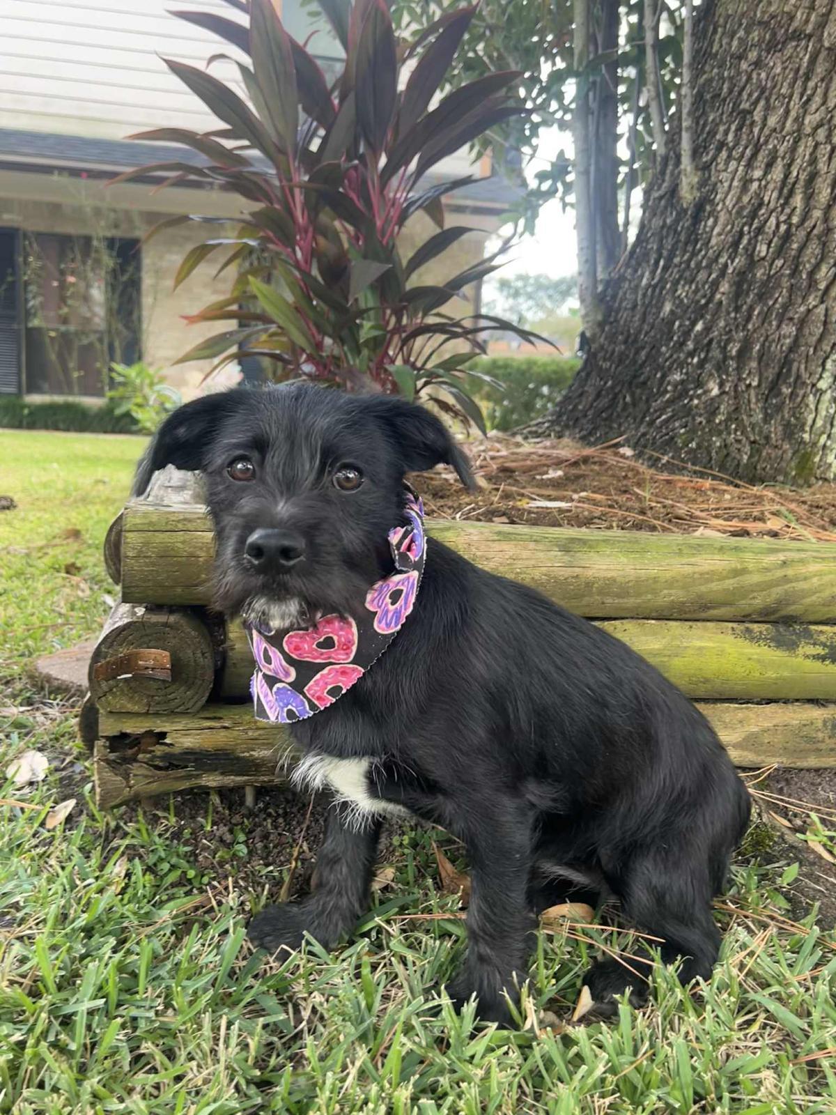 Enlarge Wednesday, an adopted mixed breed in Valley Stream, NY image 4/6