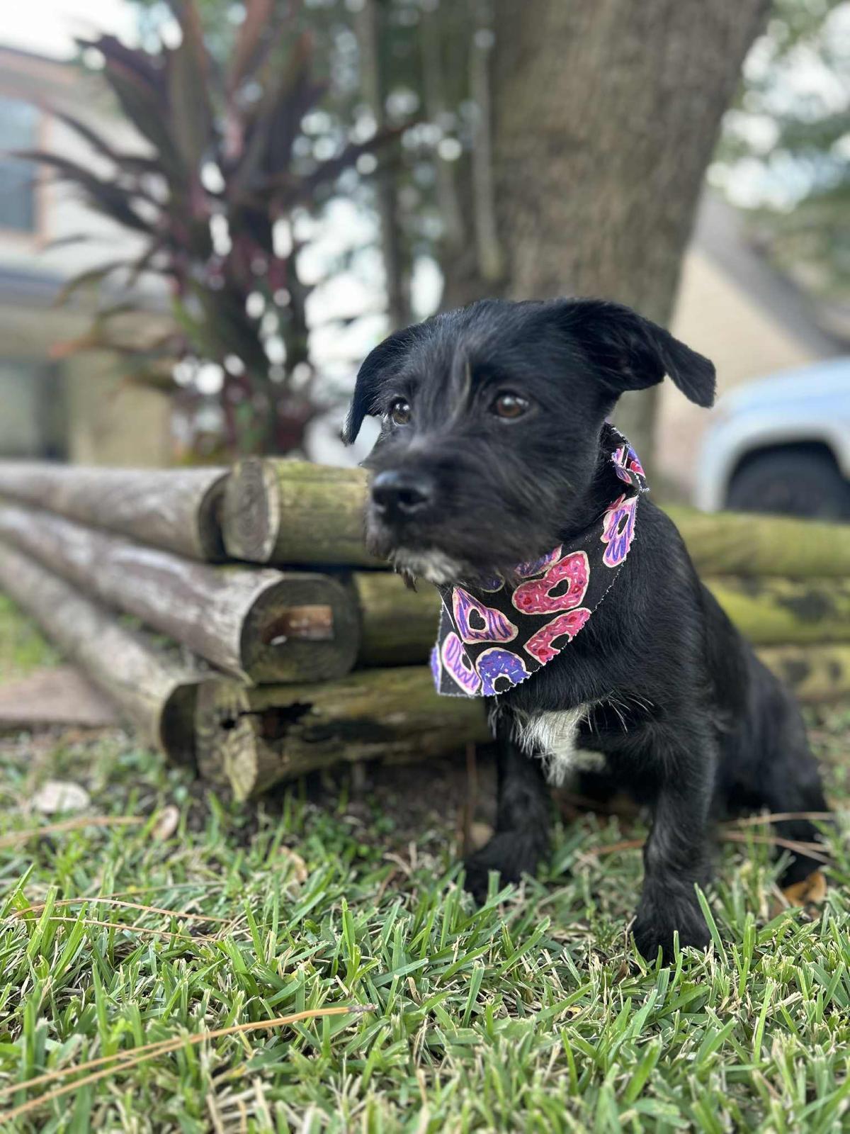 Enlarge Wednesday, an adopted mixed breed in Valley Stream, NY image 5/6