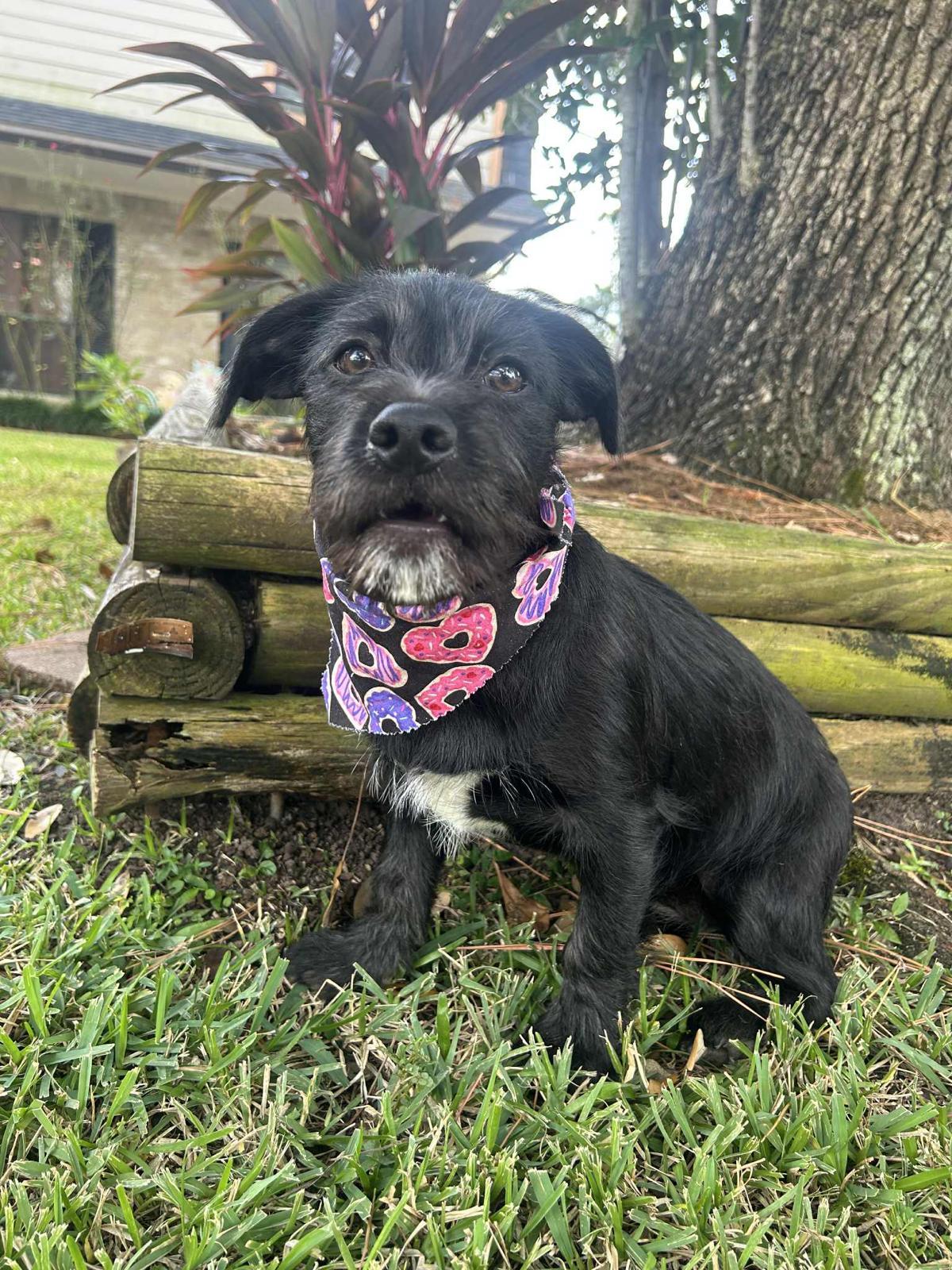 Enlarge Wednesday, an adopted mixed breed in Valley Stream, NY image 6/6