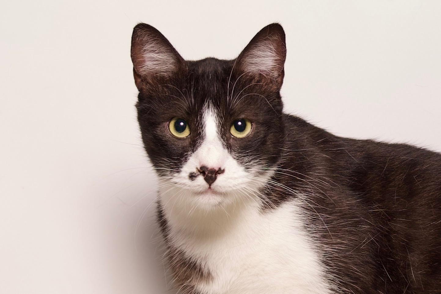 Louie, a Adoptable Domestic Short Hair in Riverside, CA image 6/6