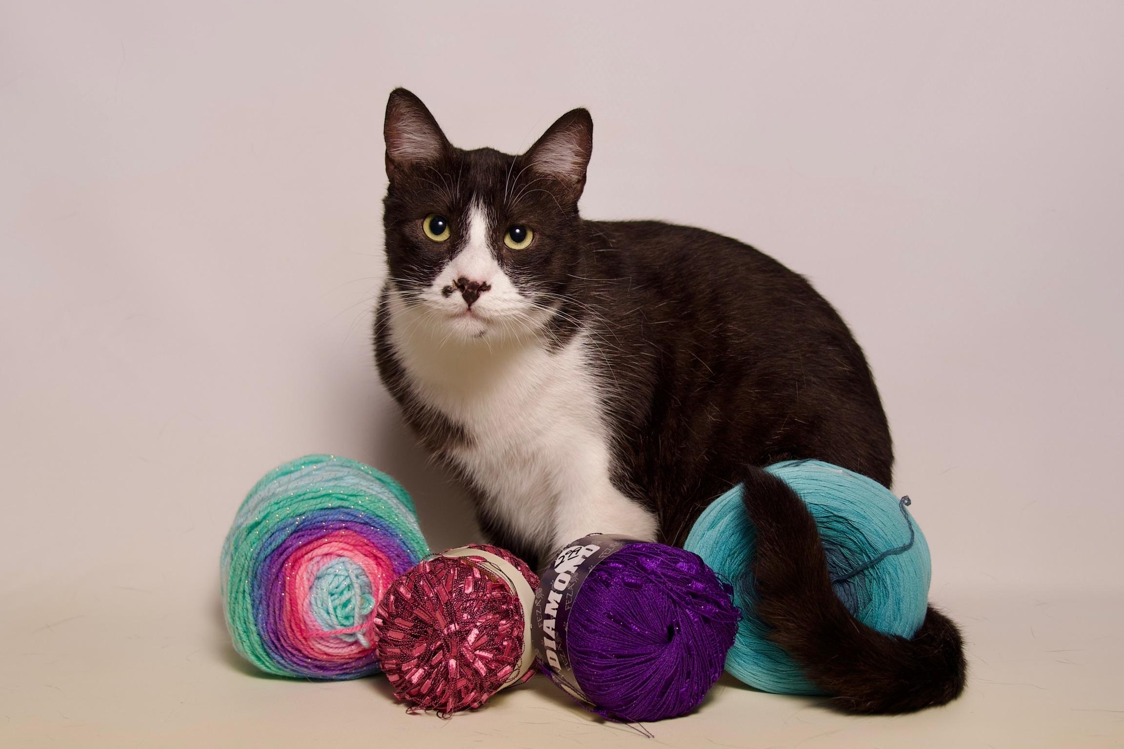 Louie, a Adoptable Domestic Short Hair in Riverside, CA image 5/6