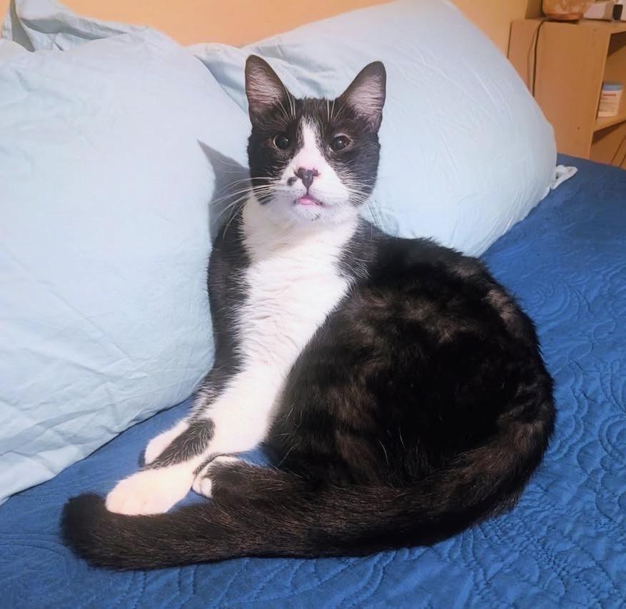 Enlarge Louie, an adoptable Domestic Short Hair in Riverside, CA image 6/6
