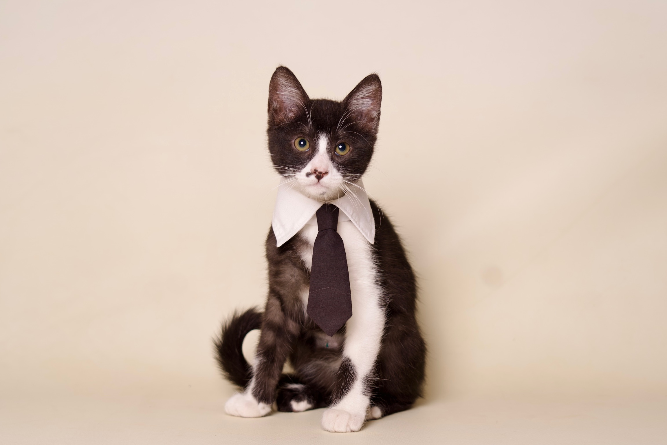 Louie, a Adoptable Domestic Short Hair in Riverside, CA image 4/6