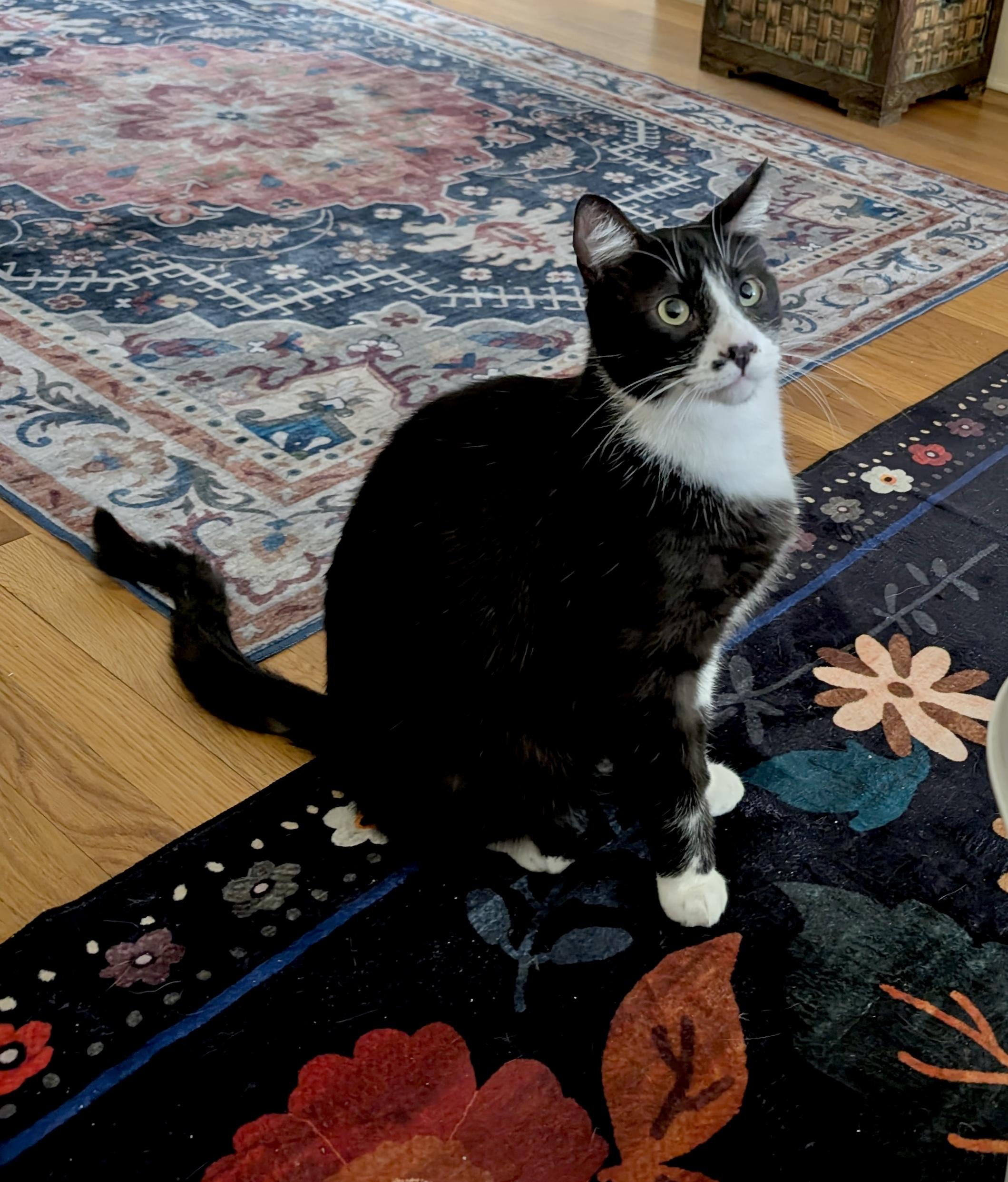 Louie, an adoptable Domestic Short Hair in Riverside, CA image 6/6