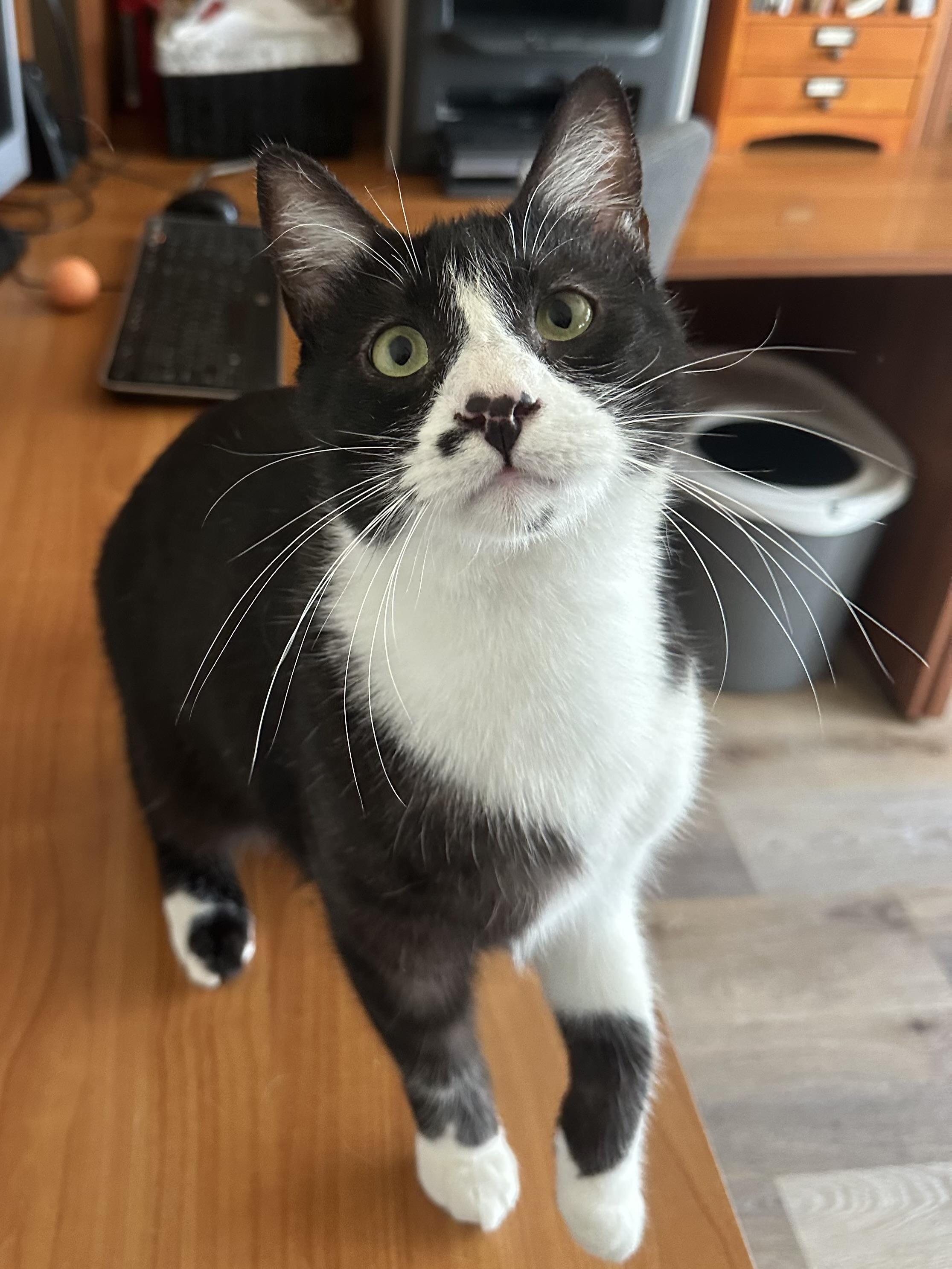 Louie, adoptable, Adult Male Domestic Short Hair.