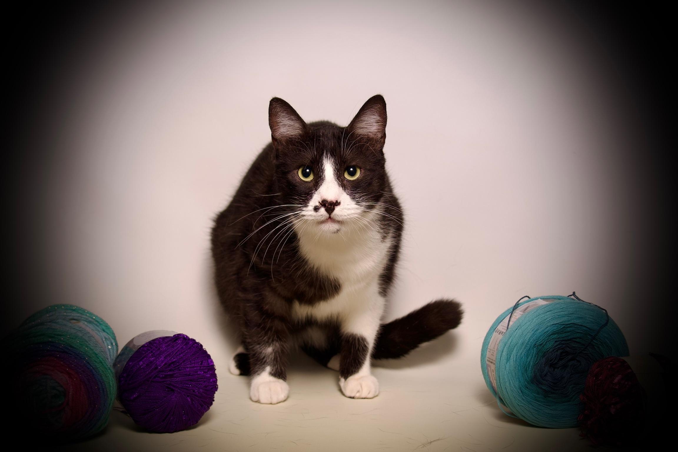 Louie, Adoptable, Kitten Male Domestic Short Hair.