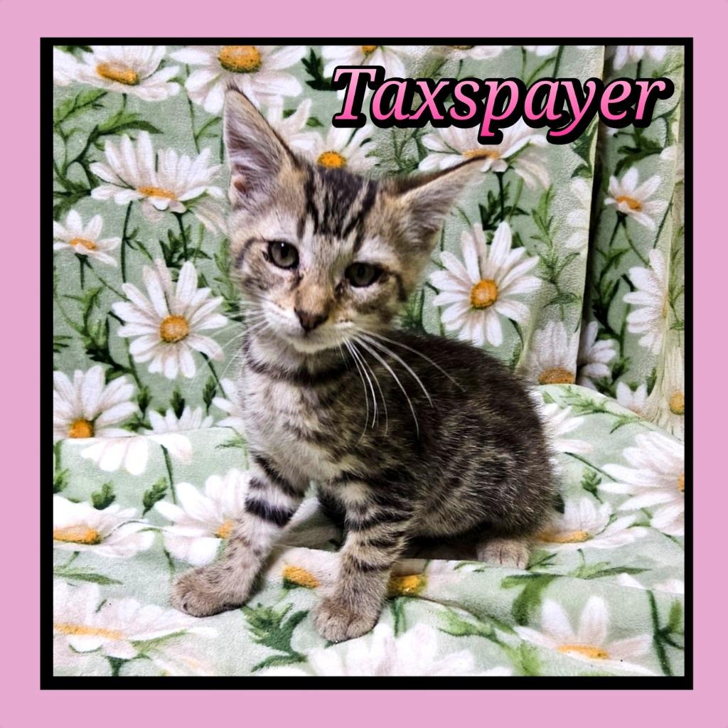Enlarge Taxspayer, a Adoptable Domestic Short Hair in Jacksonville, IL image 1/1