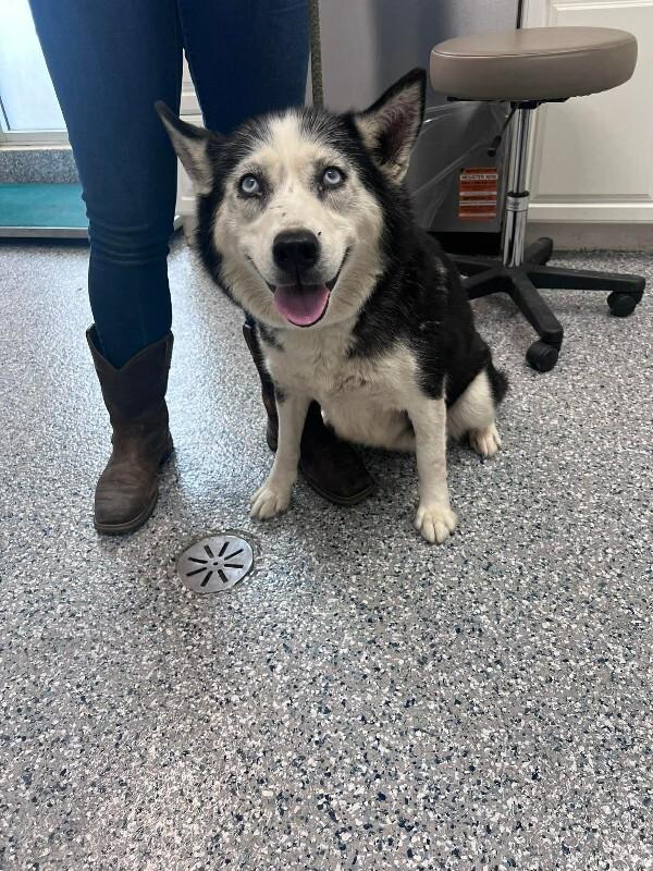 Enlarge Fiona, a Adoptable Siberian Husky in Burgaw, NC image 1/1