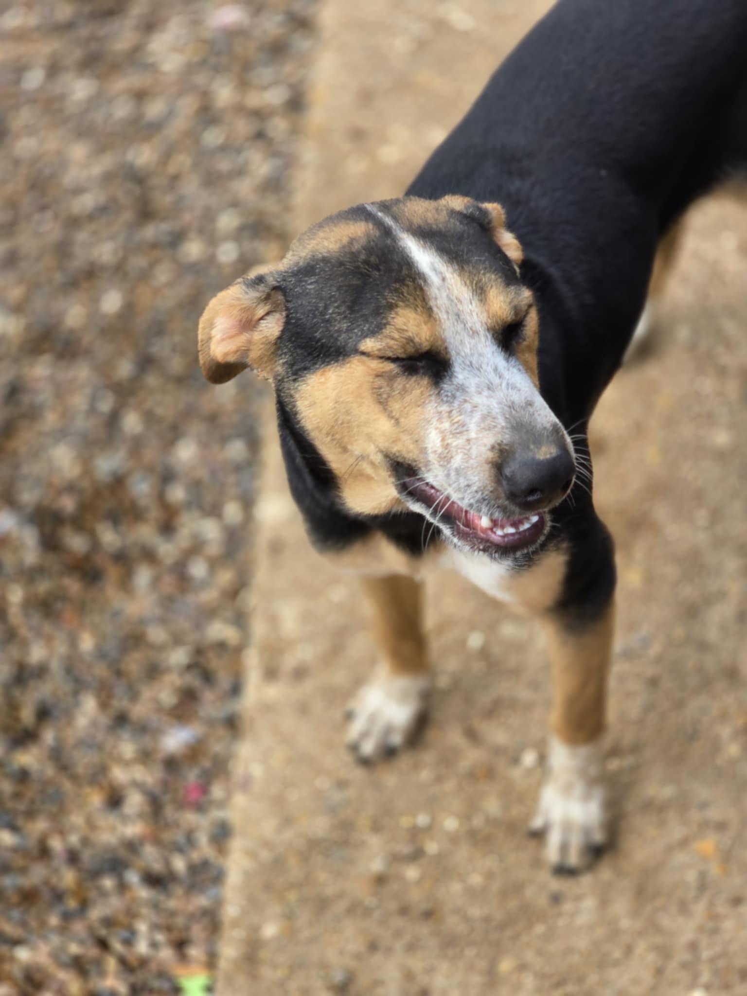 Fin, Adoptable, Young Male Labrador Retriever & Terrier.