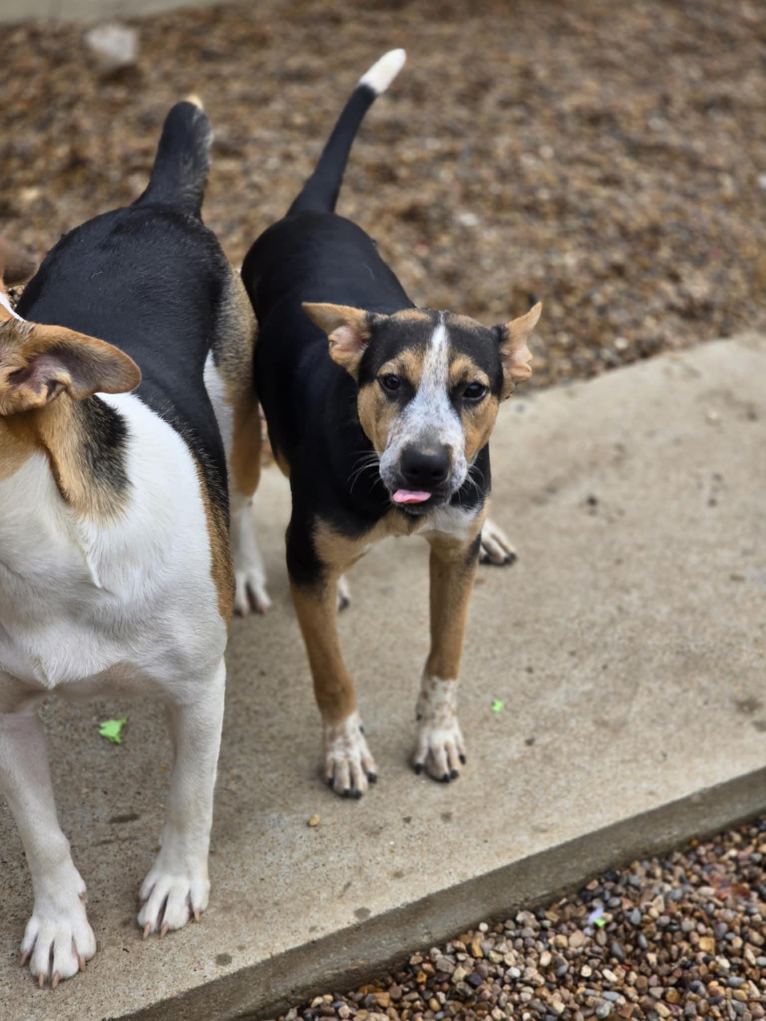 Enlarge Fin, a Adoptable mixed breed in Poplar Bluff, MO image 2/3