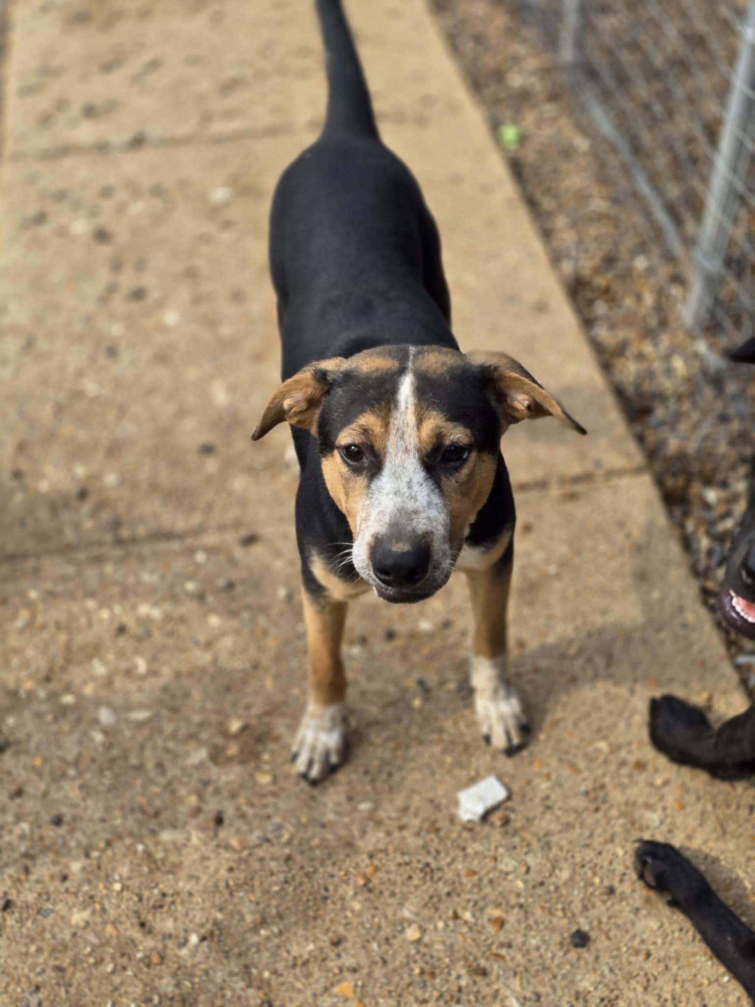 Enlarge Fin, a Adoptable mixed breed in Poplar Bluff, MO image 3/3