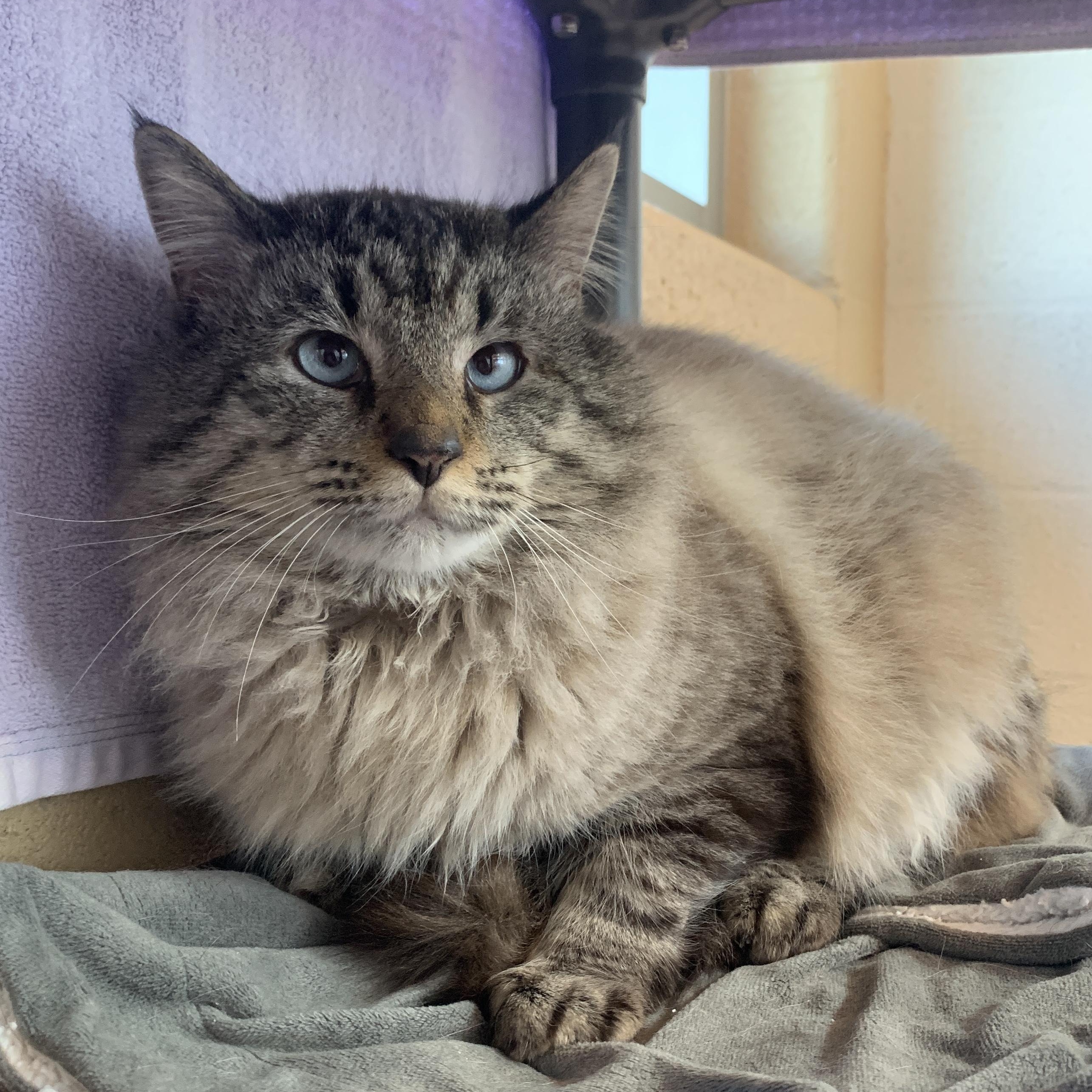 Enlarge Sam, a Adoptable Siamese in Winchester, VA image 2/2