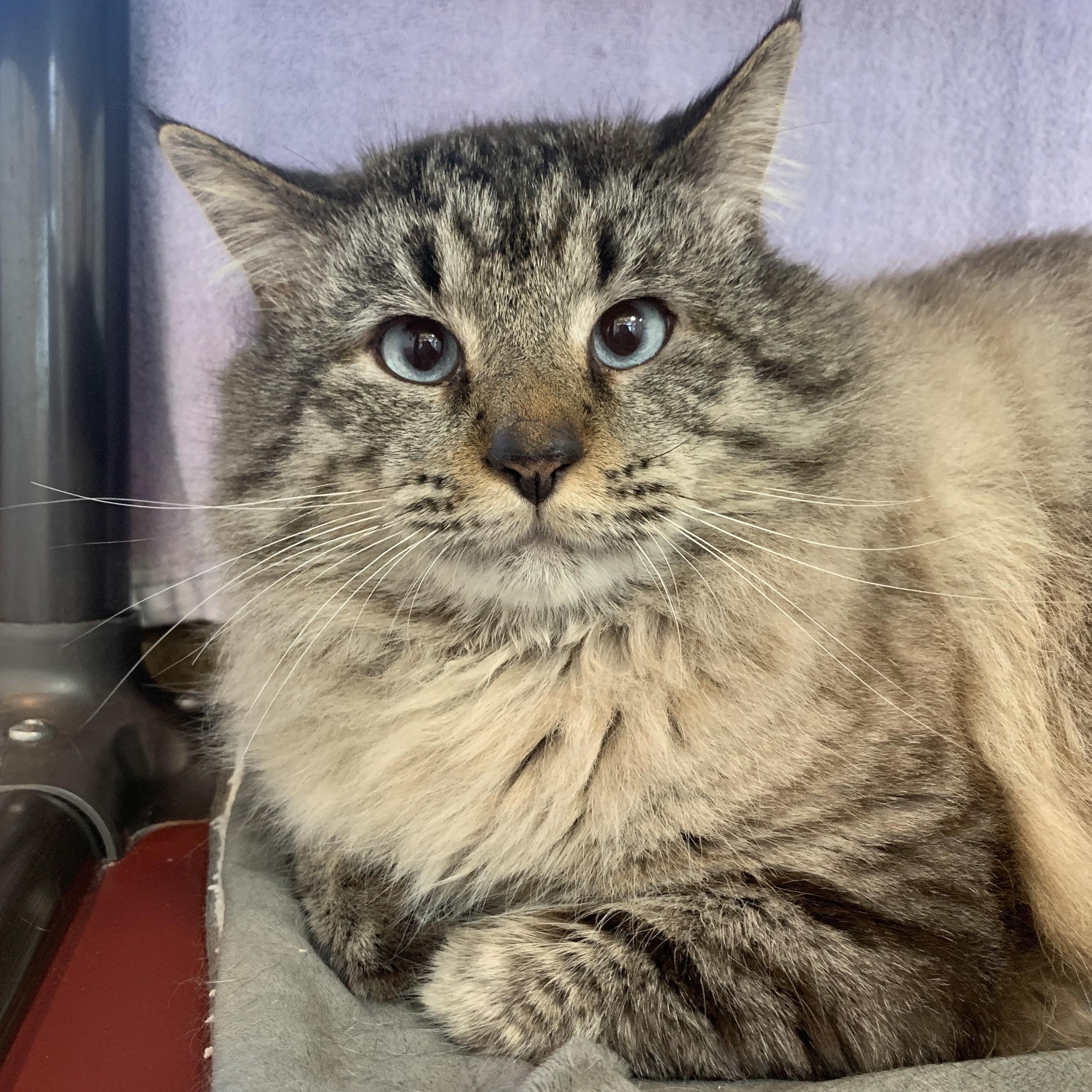 Enlarge Sam, a Adoptable Siamese in Winchester, VA image 1/2