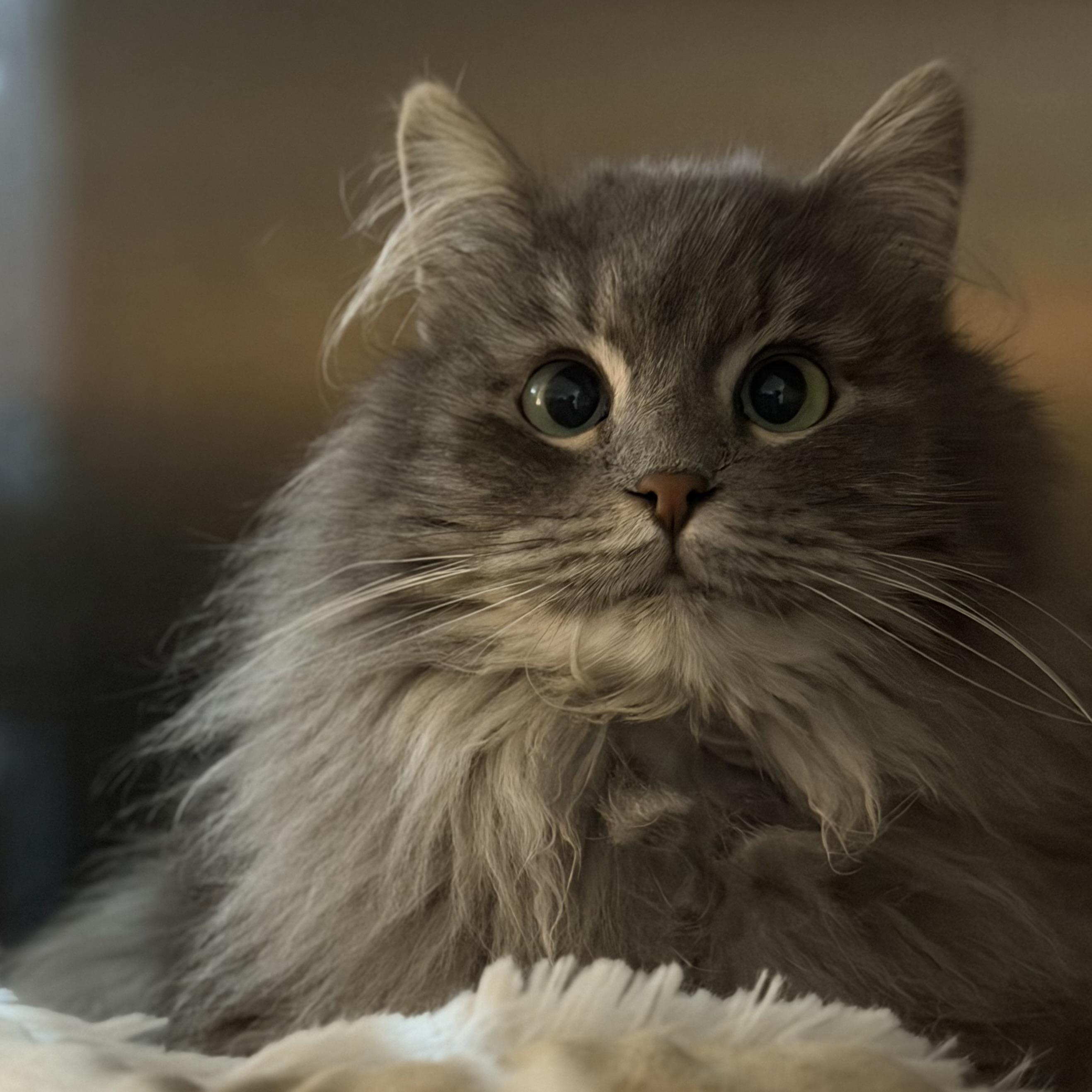 Olivia, adopted, Young Female Domestic Long Hair.