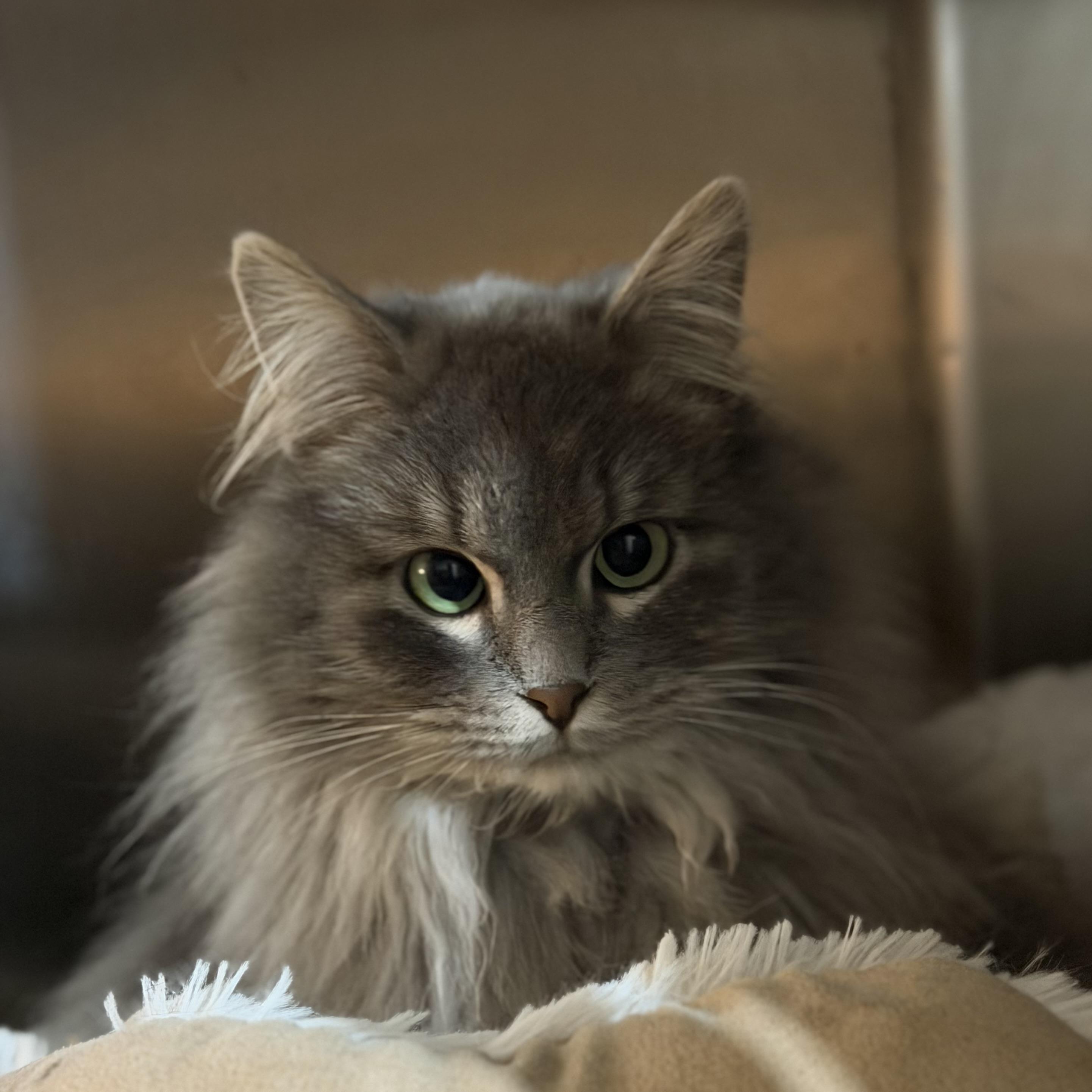 Enlarge Olivia, an adopted Domestic Long Hair in Pocatello, ID image 2/4