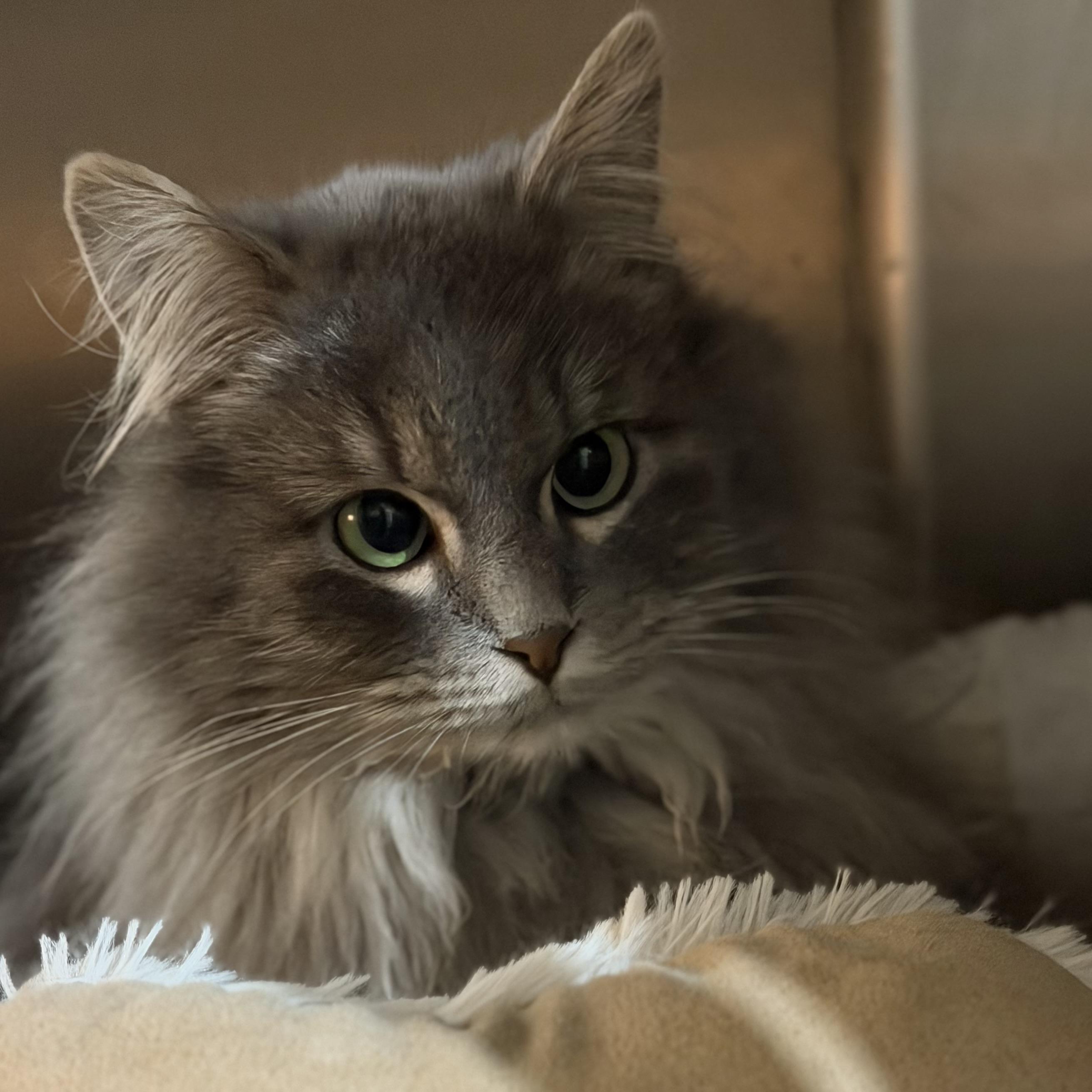 Enlarge Olivia, an adopted Domestic Long Hair in Pocatello, ID image 3/4