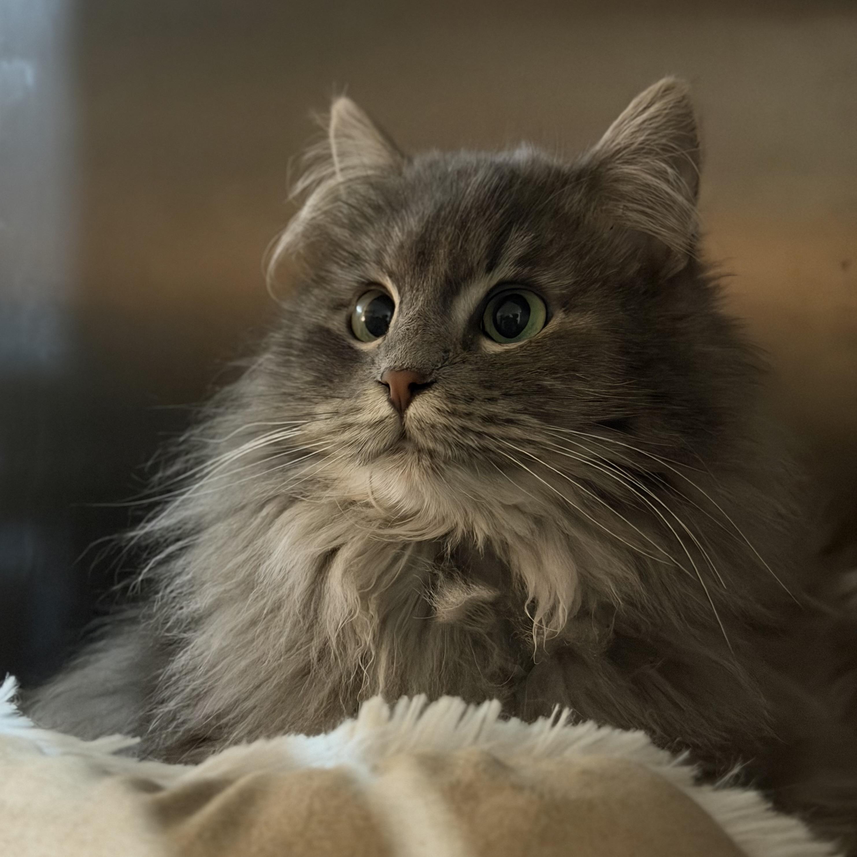 Enlarge Olivia, an adopted Domestic Long Hair in Pocatello, ID image 4/4