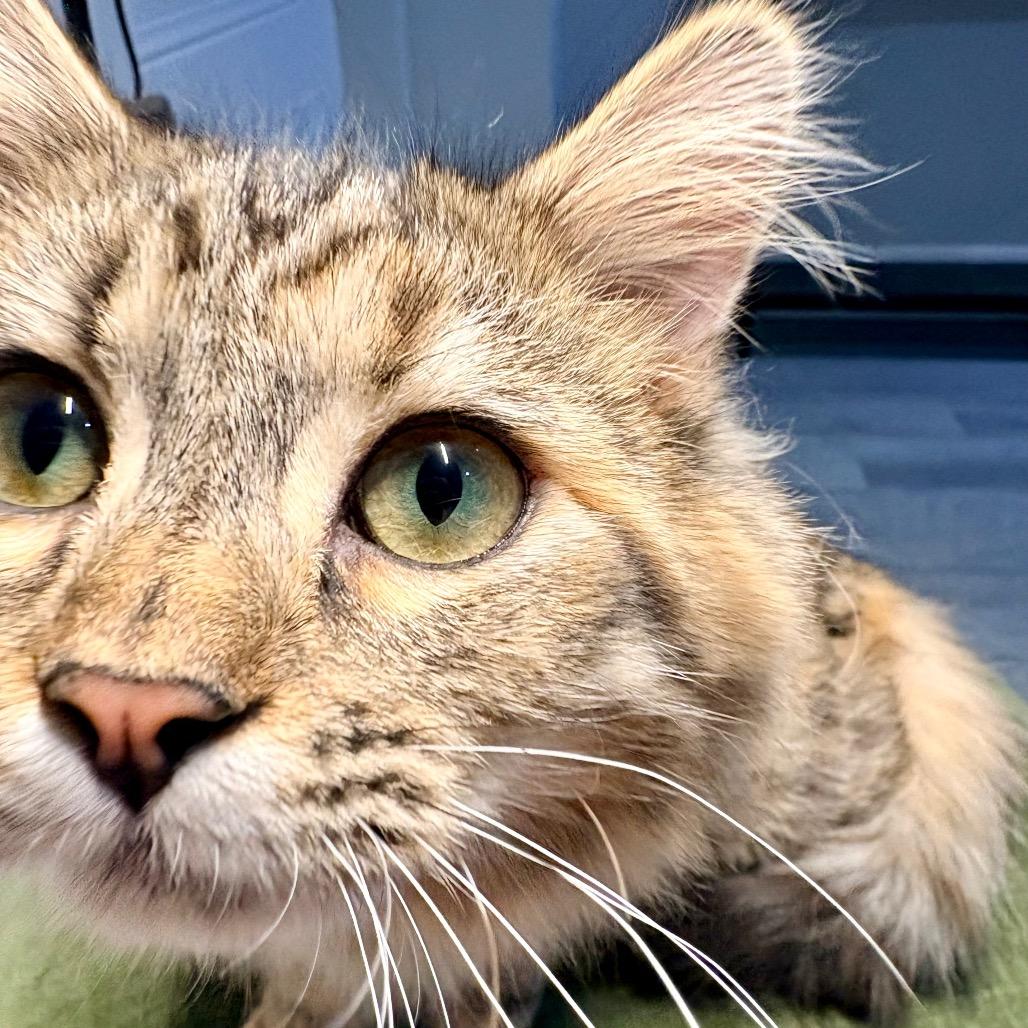 Vivian, Adoptable, Young Female Domestic Medium Hair.