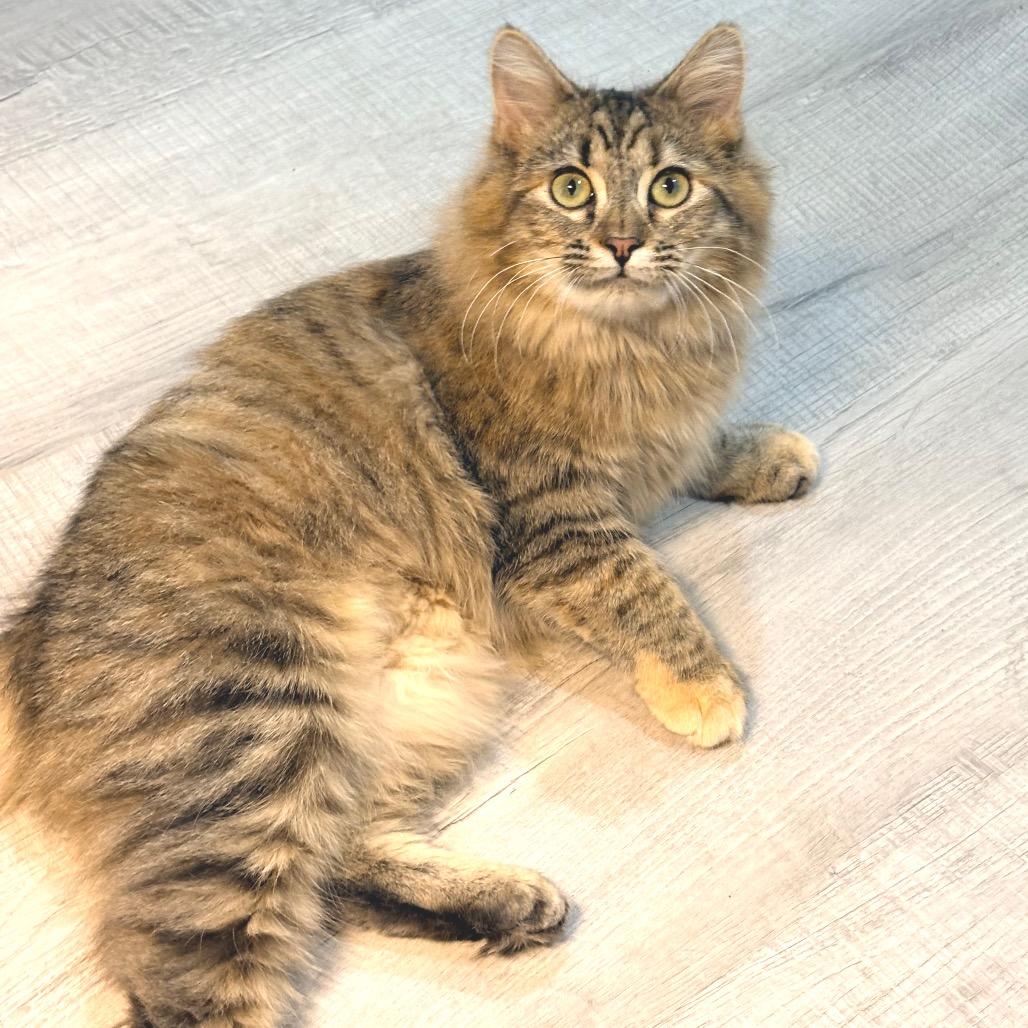 Vivian, Adoptable, Young Female Domestic Medium Hair.