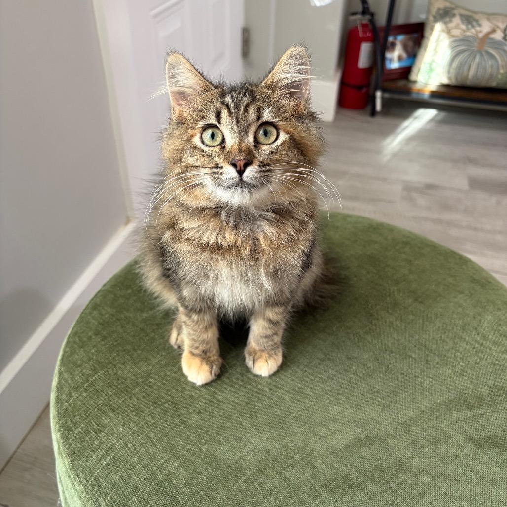 Enlarge Vivian, a Adoptable Domestic Medium Hair in Brevard, NC image 3/6