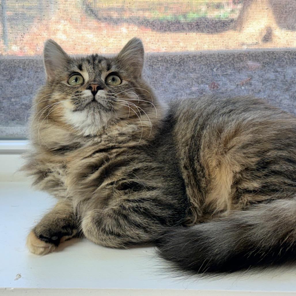 Enlarge Vivian, a Adoptable Domestic Medium Hair in Brevard, NC image 4/6