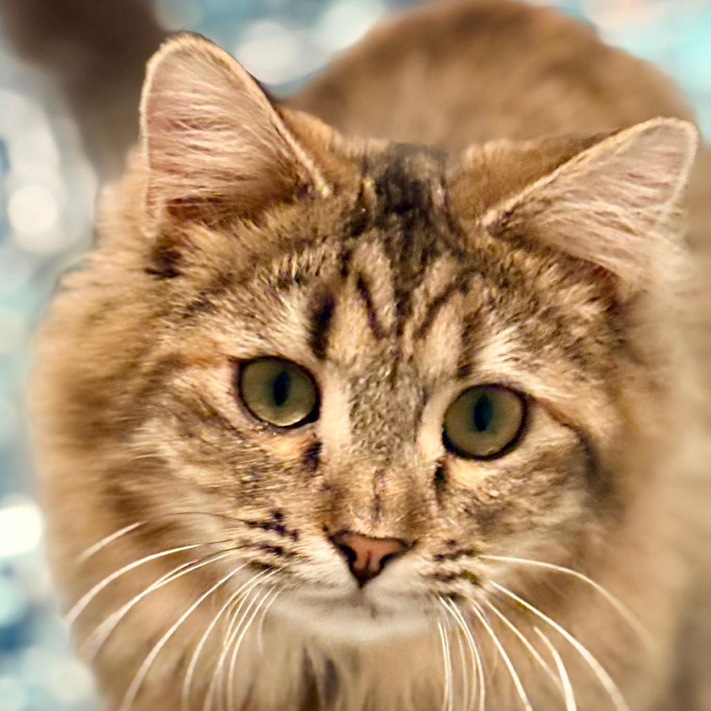 Enlarge Vivian, a Adoptable Domestic Medium Hair in Brevard, NC image 5/6