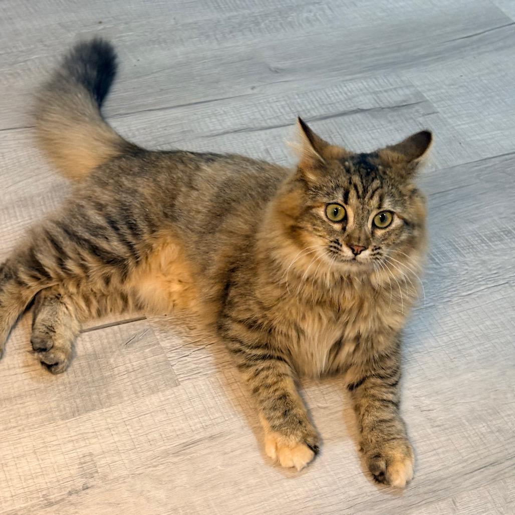 Enlarge Vivian, a Adoptable Domestic Medium Hair in Brevard, NC image 6/6