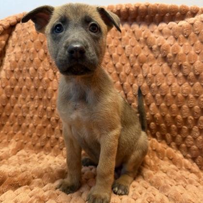Enlarge Princess Aurora, a Adoptable mixed breed in Janesville, WI image 1/3