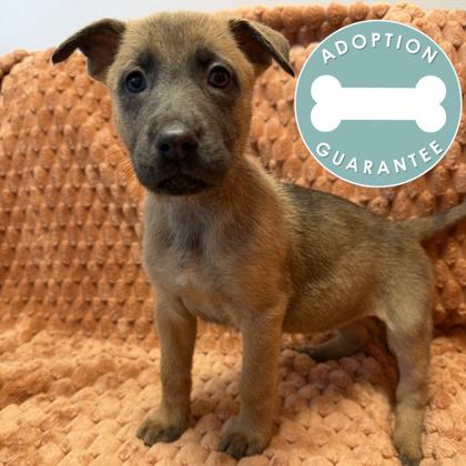 Enlarge Princess Aurora, a Adoptable mixed breed in Janesville, WI image 2/3