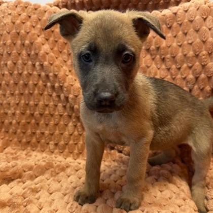 Enlarge Princess Aurora, a Adoptable mixed breed in Janesville, WI image 3/3