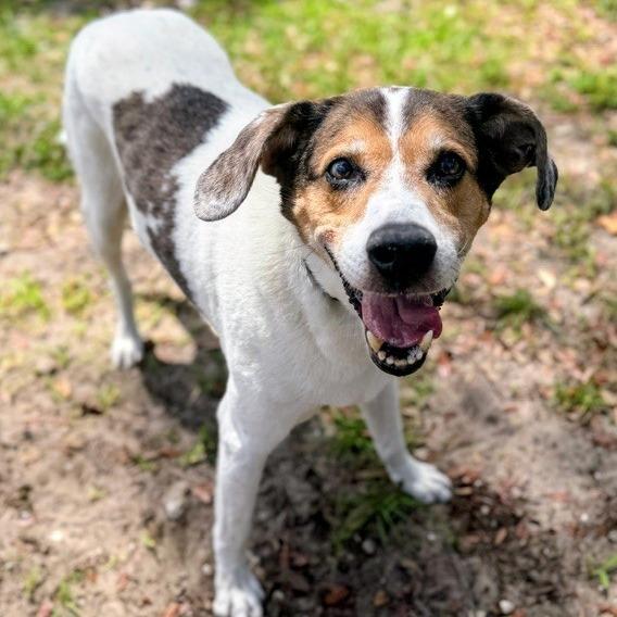 Ozzy, Adoptable, Adult Male Mixed Breed.