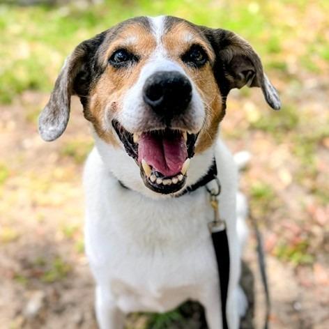 Ozzy, a Adoptable Mixed Breed in Jacksonville, FL image 2/6