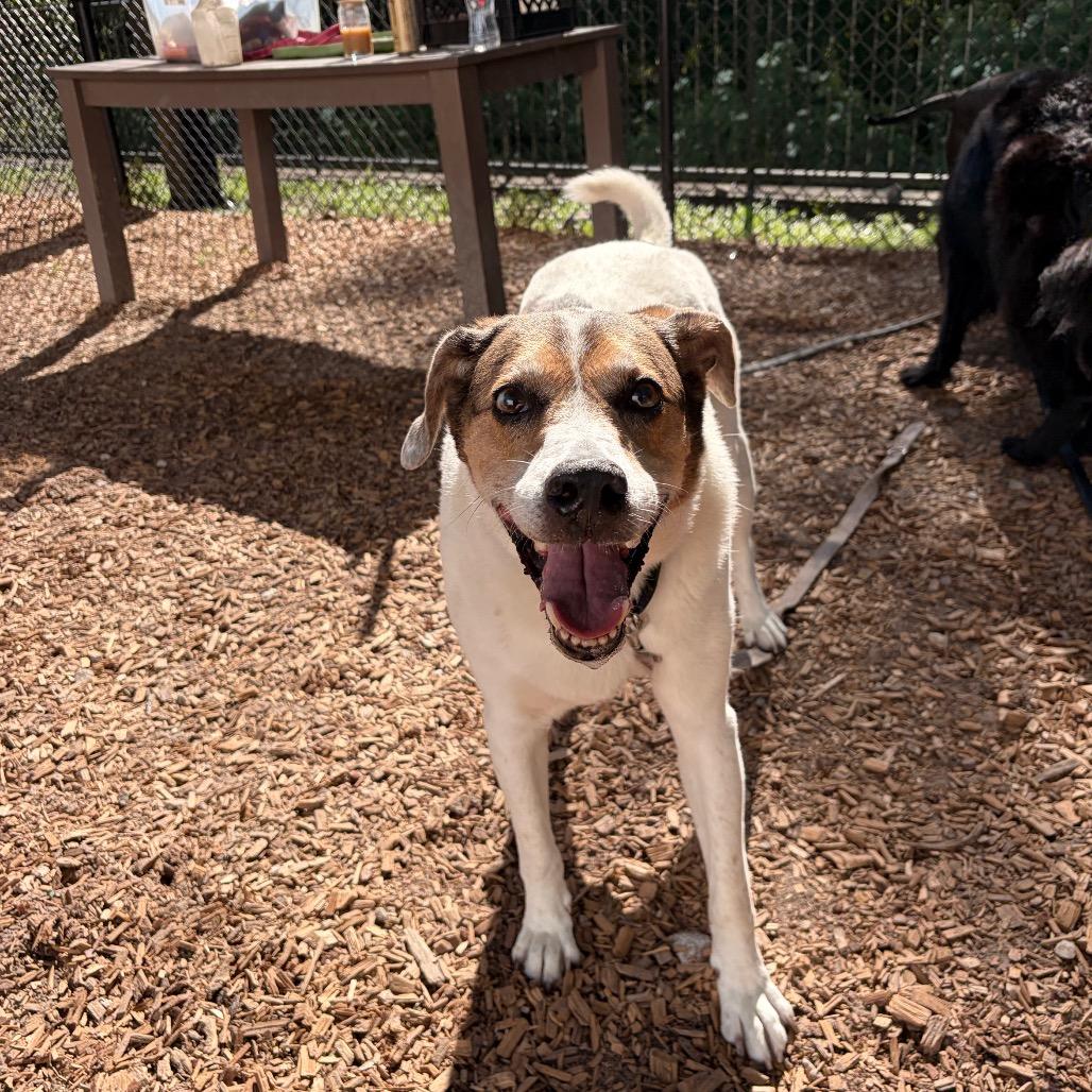 Ozzy, a Adoptable Mixed Breed in Jacksonville, FL image 3/6