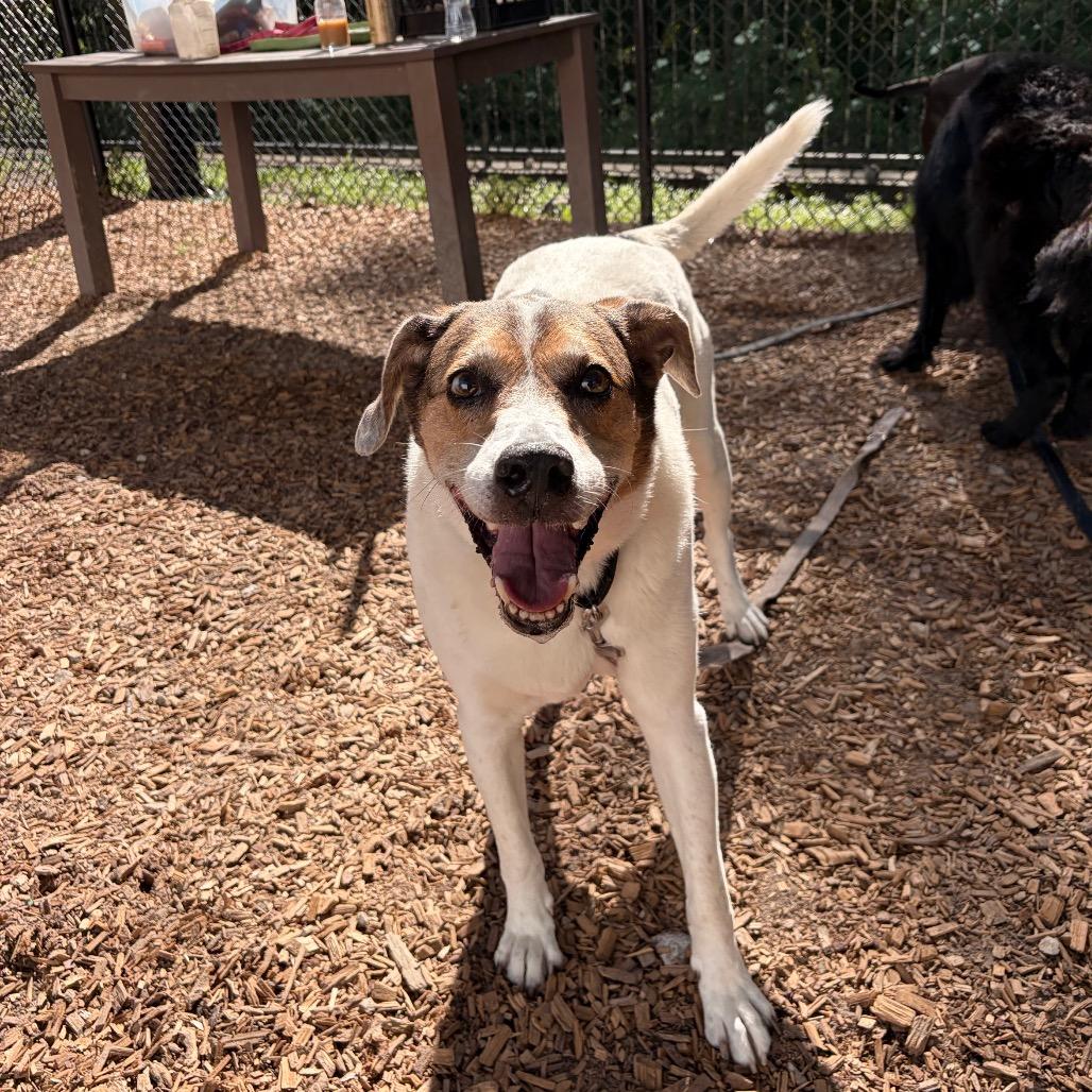 Ozzy, a Adoptable Mixed Breed in Jacksonville, FL image 4/6