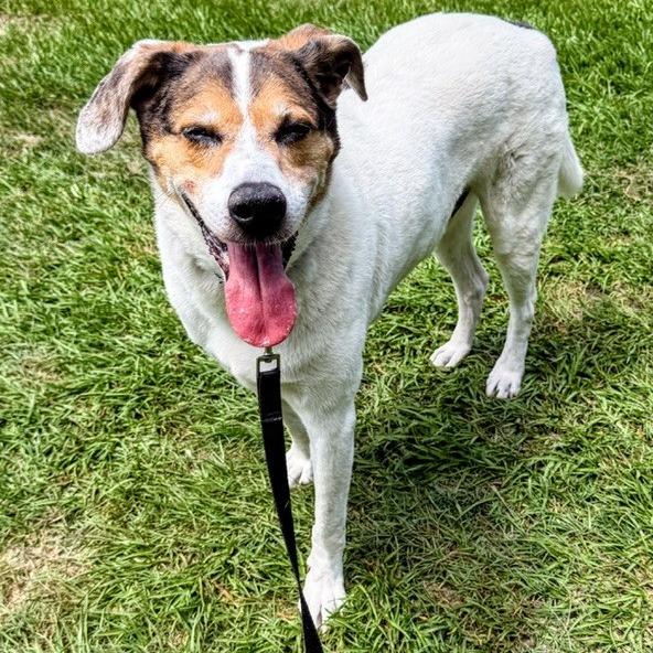 Ozzy, a Adoptable Mixed Breed in Jacksonville, FL image 4/6