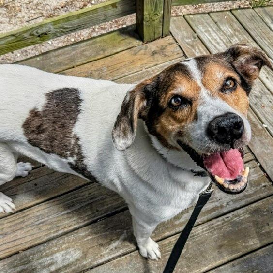 Ozzy, a Adoptable Mixed Breed in Jacksonville, FL image 5/6