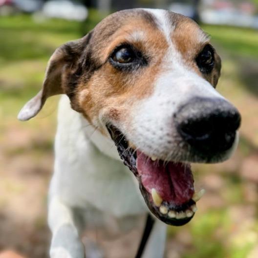 Ozzy, a Adoptable Mixed Breed in Jacksonville, FL image 6/6