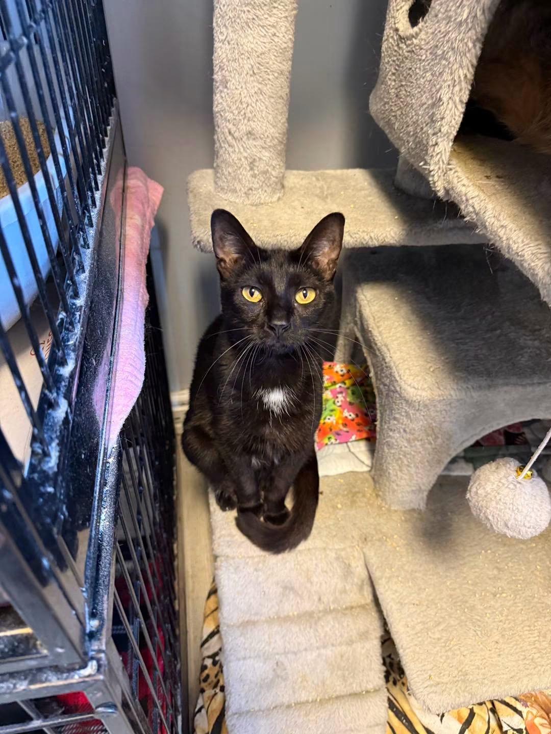 Lucky, ADOPTABLE, Young Female Domestic Short Hair.