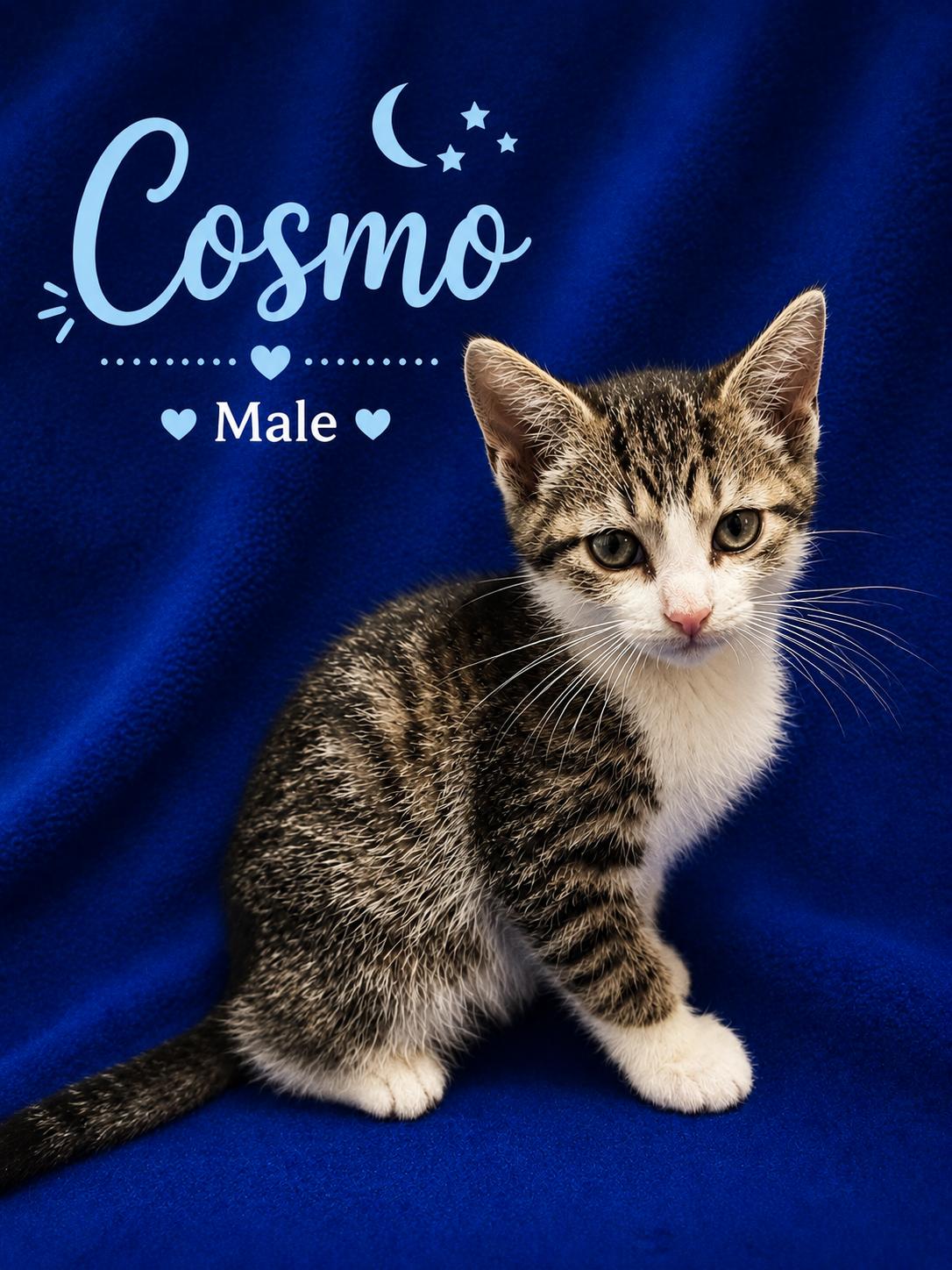 Cosmo, adopted, Kitten Male Domestic Short Hair.