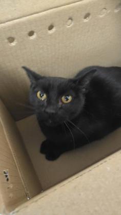 Enlarge Abbey, a Adoptable mixed breed in Wichita, KS image 1/2