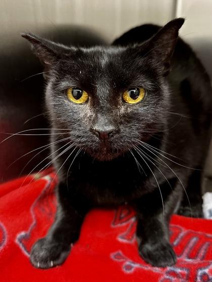 Enlarge Abbey, a Adoptable mixed breed in Wichita, KS image 2/2