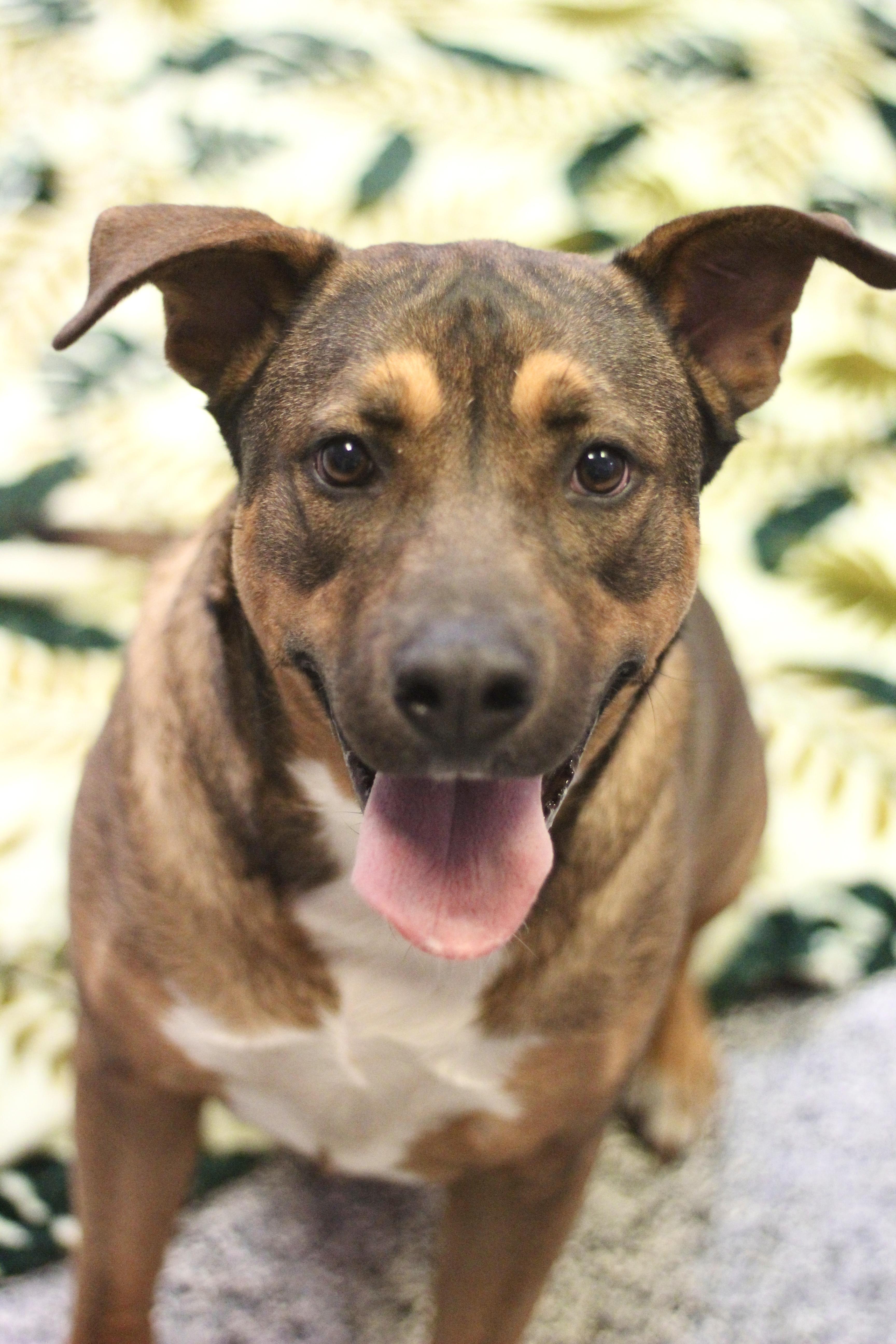 Mississippi Rose in NH! Come Meet our Adoptable Dogs Wednesday-Saturday. More info in Bio!