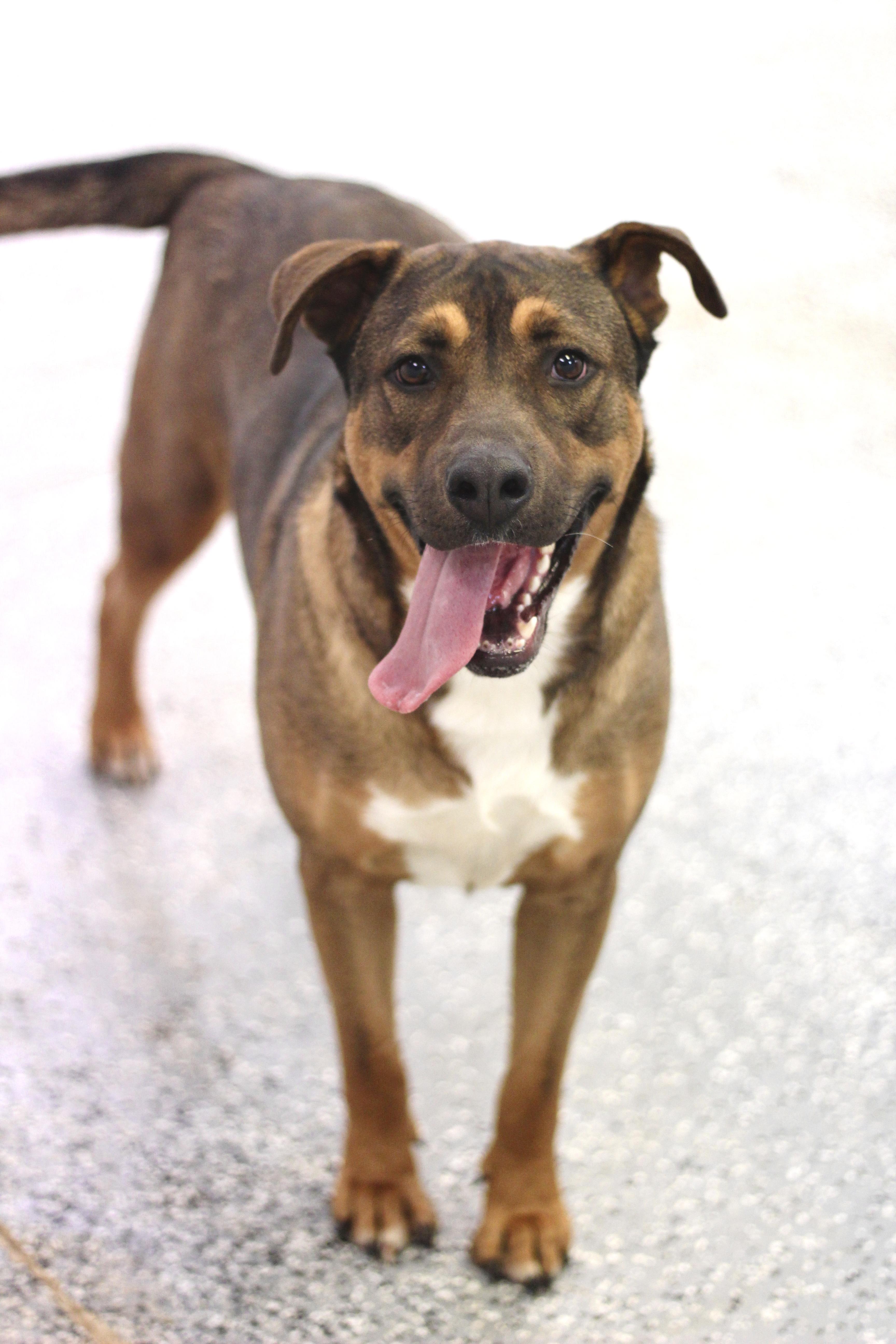 Mississippi Rose in NH! Come Meet our Adoptable Dogs Wednesday-Saturday. More info in Bio!