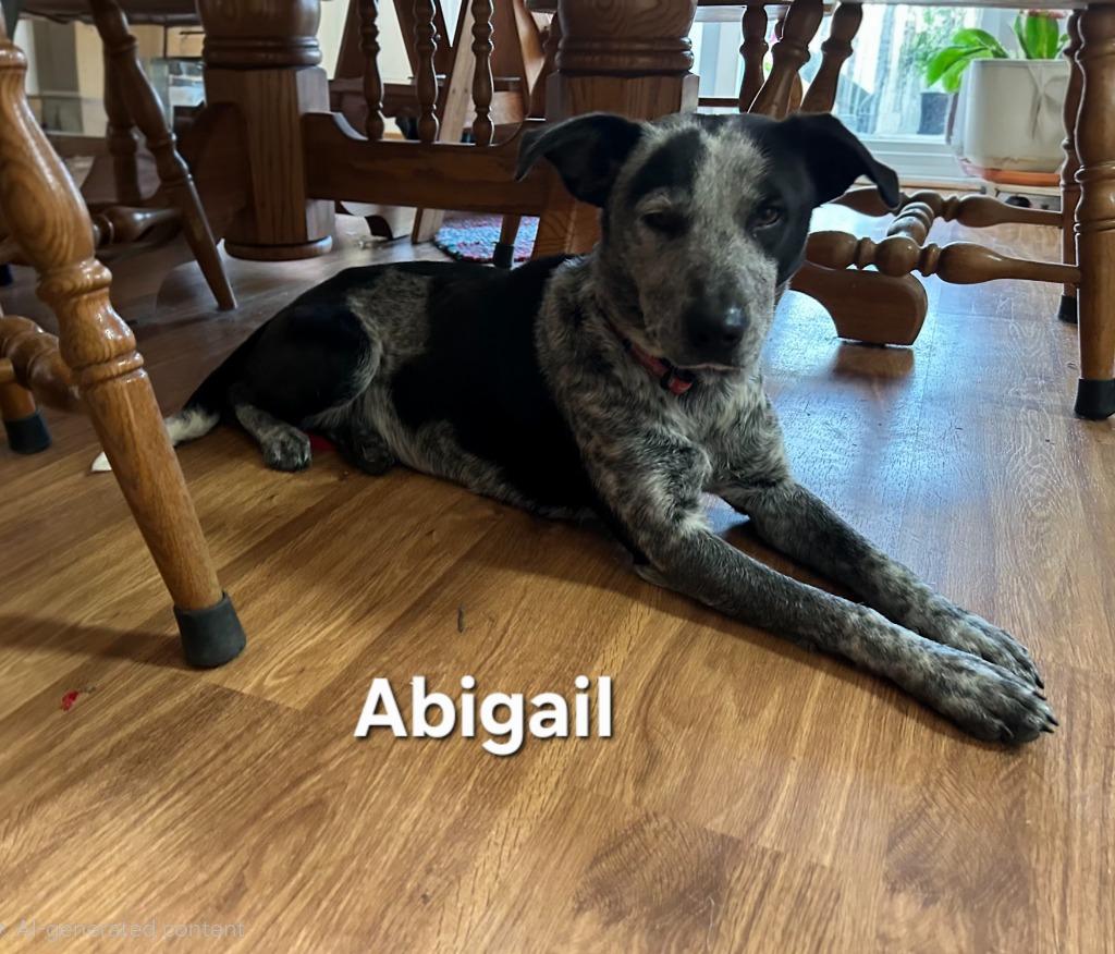 Abigail, a Adoptable mixed breed in Waynesville, MO image 1/2