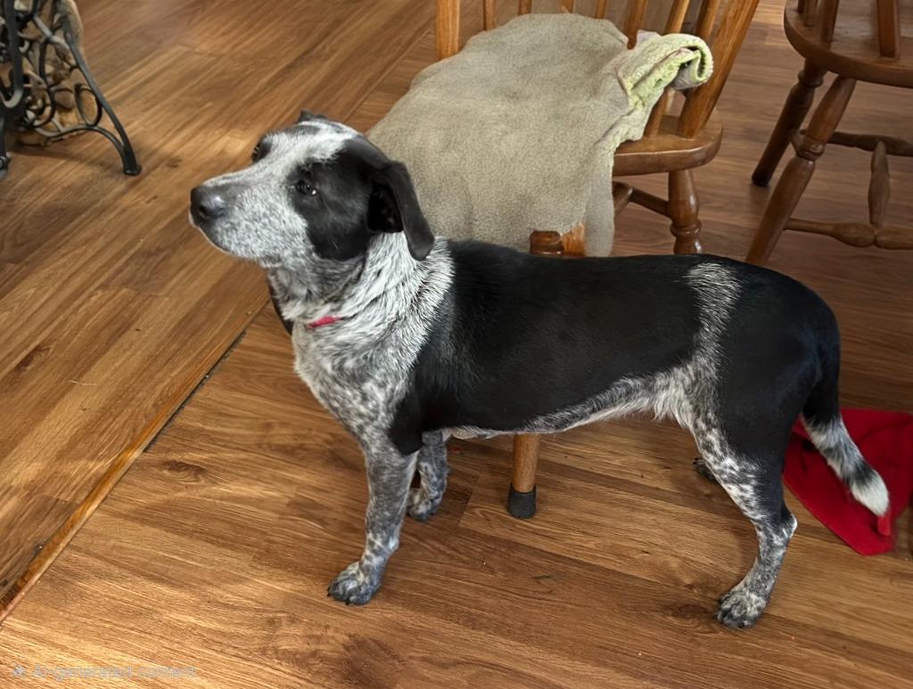 Abigail, a Adoptable mixed breed in Waynesville, MO image 2/2