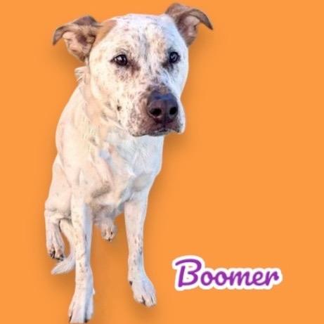 Enlarge Boomer, a Adoptable mixed breed in Scottsdale, AZ image 1/1