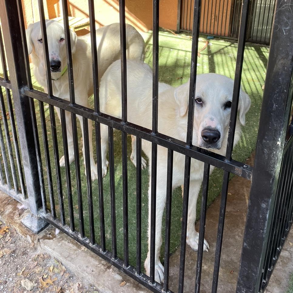 Katy, Adoptable, Young Female Great Pyrenees & Akbash.