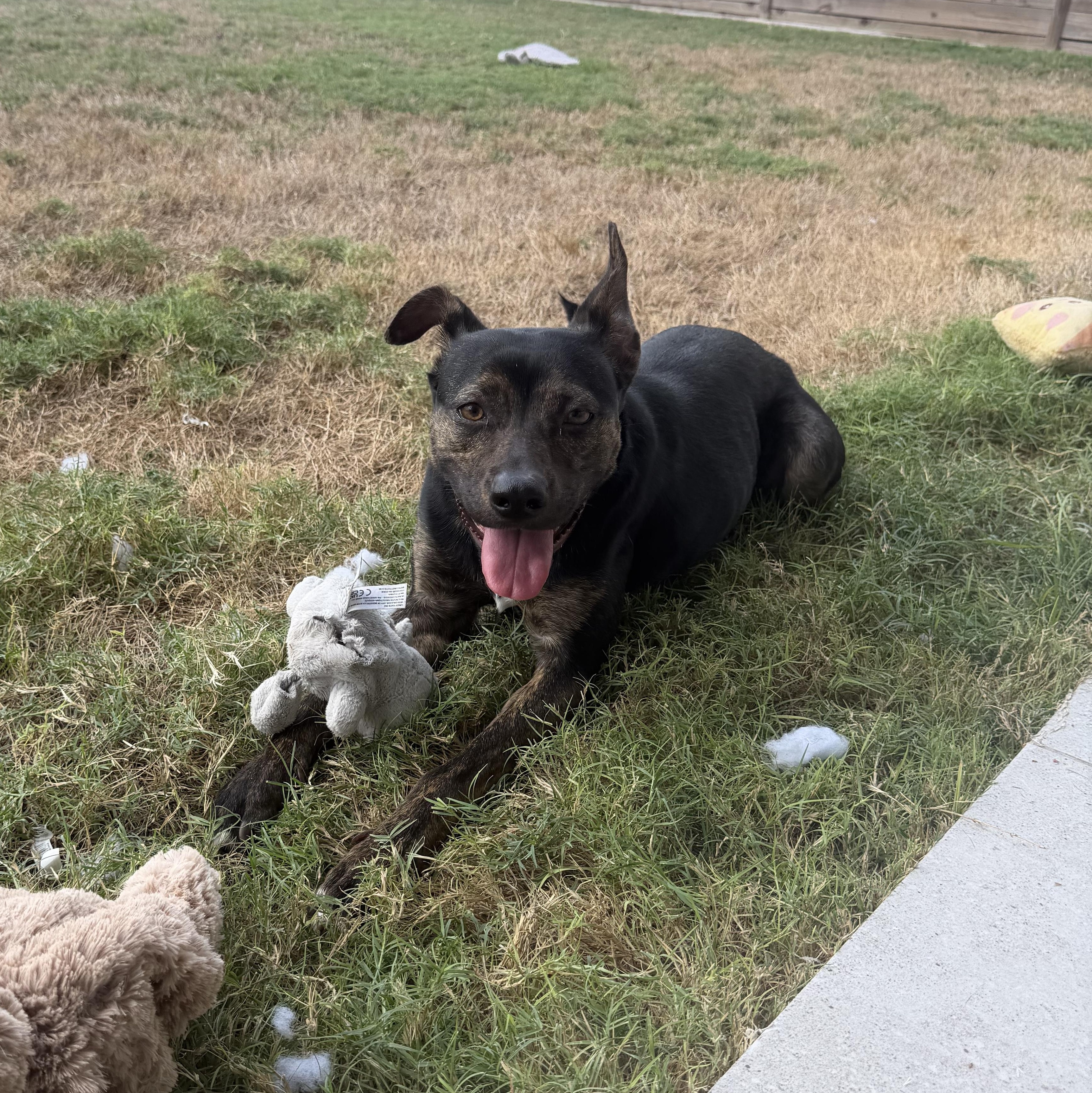Enlarge Linda, a Adoptable mixed breed in Chicago, IL image 6/6