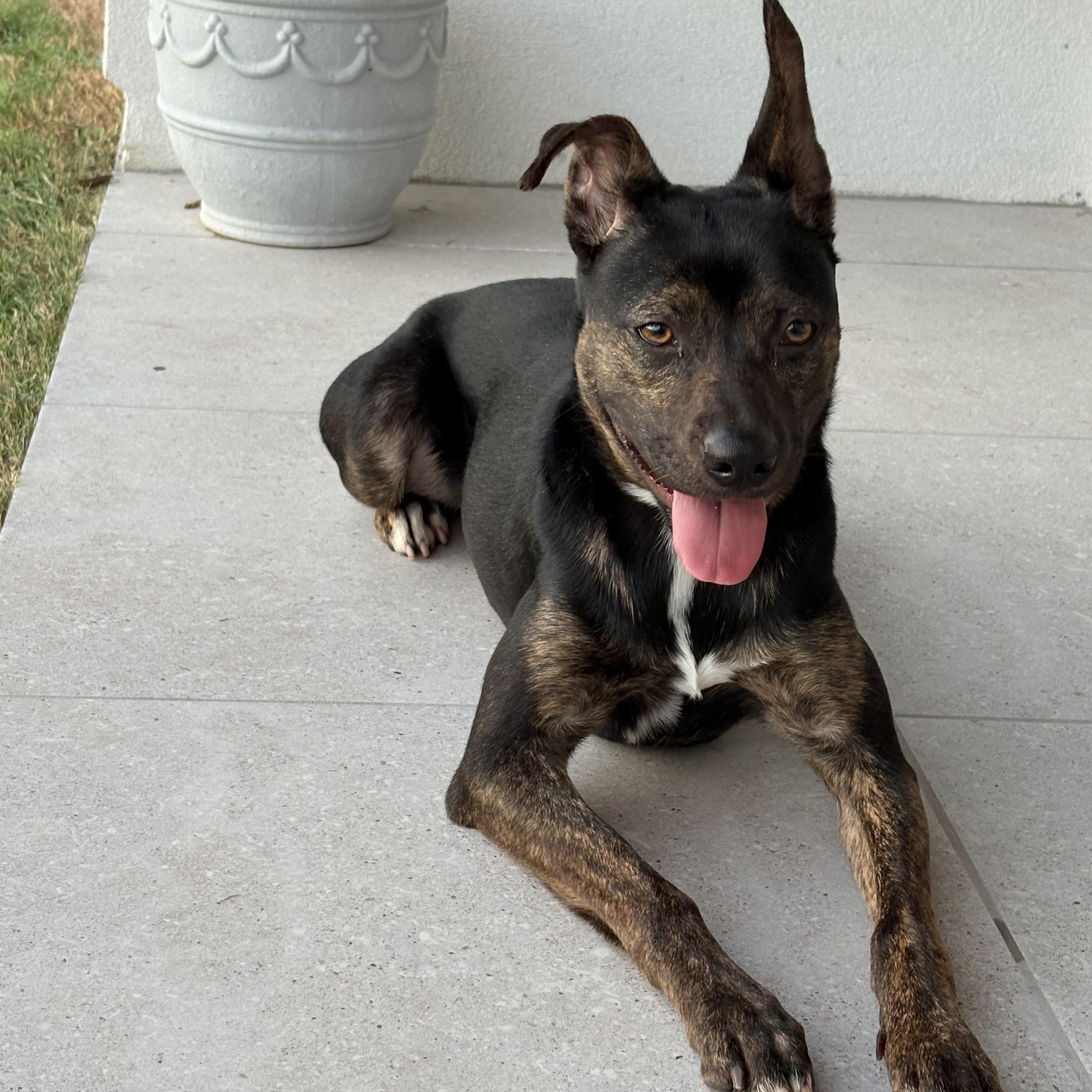 Enlarge Linda, a Adoptable mixed breed in Chicago, IL image 4/6